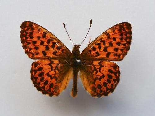 Boloria titania